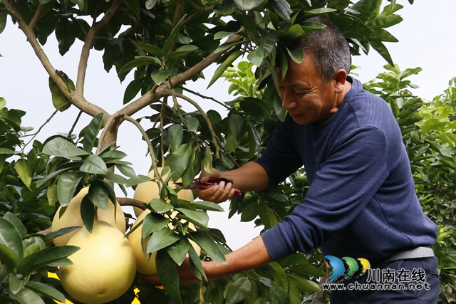 5农场负责人武正伟正在采摘柚子.JPG
