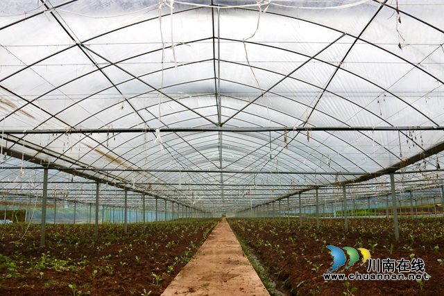 龙马潭：抓好蔬菜稳产保供 秋播秋种正当时