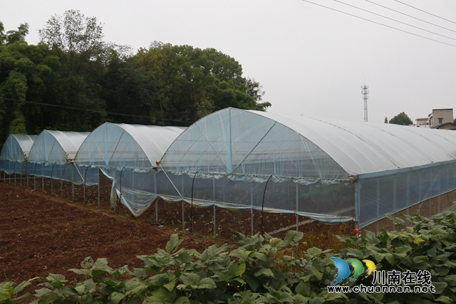 韩明家庭农场大棚.JPG