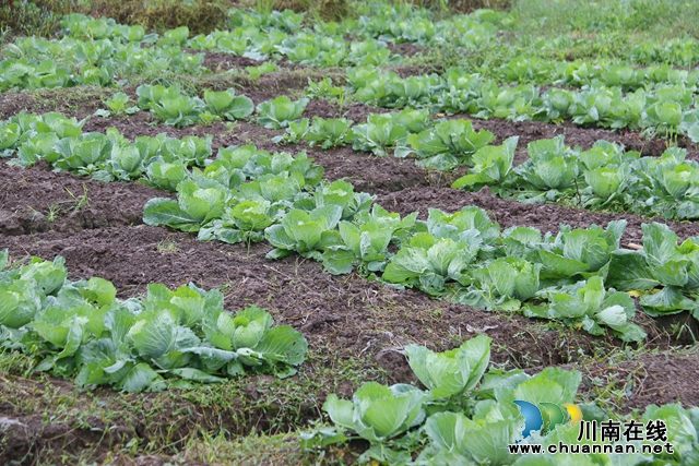 农场里的白菜1.JPG