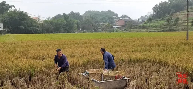 一种两收 纳溪18万亩再生稻喜获丰收(图2) 水稻2.jpg