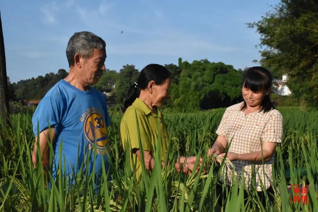 一种两收 纳溪18万亩再生稻喜获丰收(图4) 水稻4.jpg