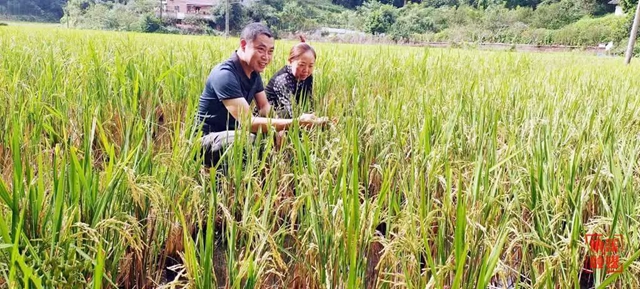 一种两收 纳溪18万亩再生稻喜获丰收(图3) 水稻3.jpg