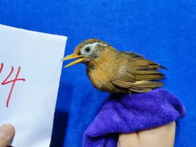 泸州出现两个火枪手……(图5) 枪5.jpg