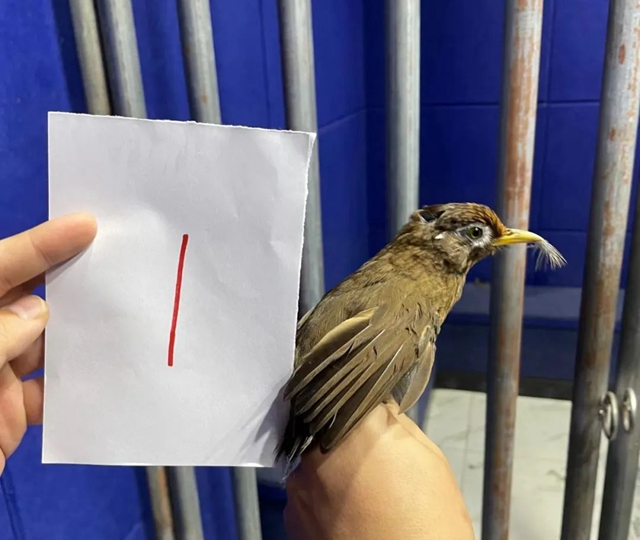 泸州出现两个火枪手……