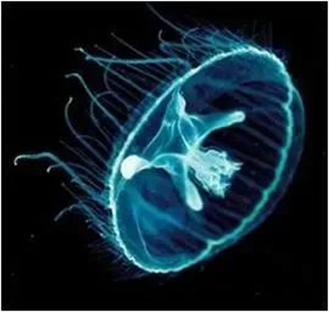 5.5亿年!内江这里惊现“活化石”(图6) 5.jpg