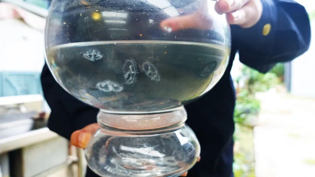 5.5亿年!内江这里惊现“活化石”(图4) 3.jpg