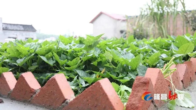 隆昌这些村变出“高颜值”!有你家吗?(图6) 6.jpg