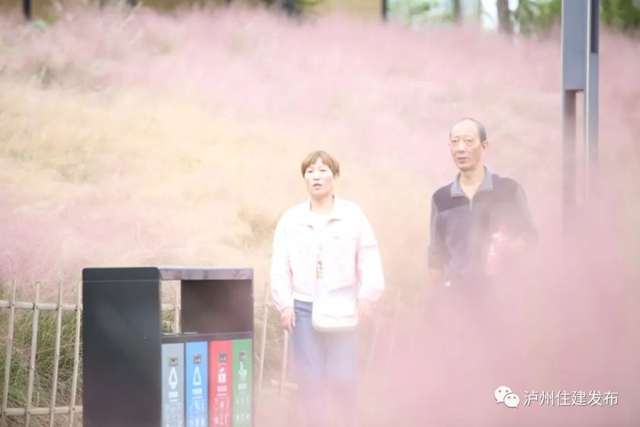 泸州:渔子溪大片粉黛拍了拍你,错过等一年!(图2) 2.jpg