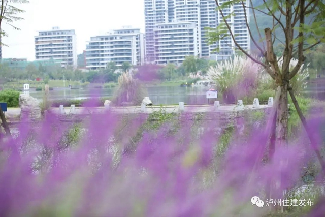 泸州:渔子溪大片粉黛拍了拍你,错过等一年!(图12) 12.jpg