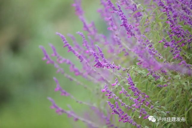 泸州:渔子溪大片粉黛拍了拍你,错过等一年!(图11) 11.jpg