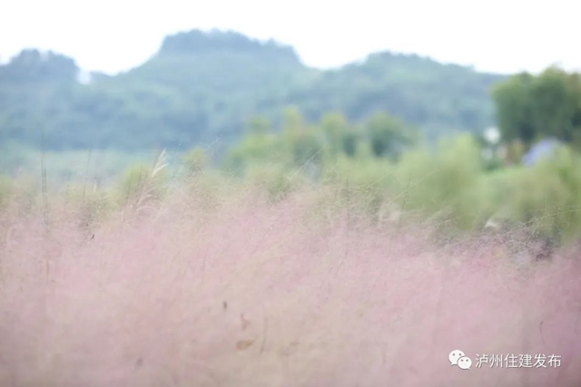 泸州:渔子溪大片粉黛拍了拍你,错过等一年!(图5) 5.jpg