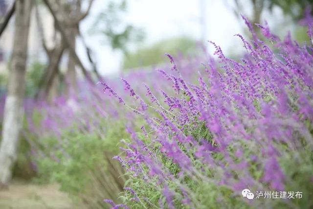 泸州:渔子溪大片粉黛拍了拍你,错过等一年!(图13) 13.jpg