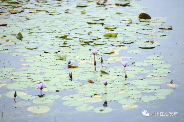 泸州:渔子溪大片粉黛拍了拍你,错过等一年!(图14) 14.jpg