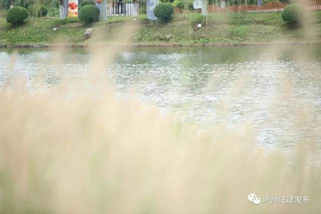 泸州:渔子溪大片粉黛拍了拍你,错过等一年!(图16) 16.jpg