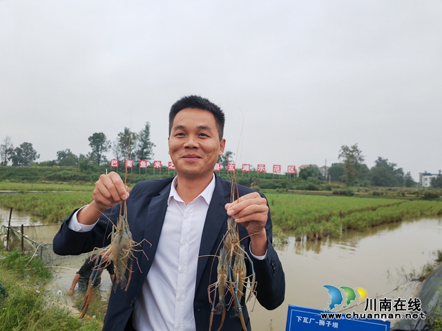 稻黄虾肥 泸县玄滩镇稻虾喜获丰收(图1) 村党总支书记张祖强展示大头虾(曾佐然摄).jpg