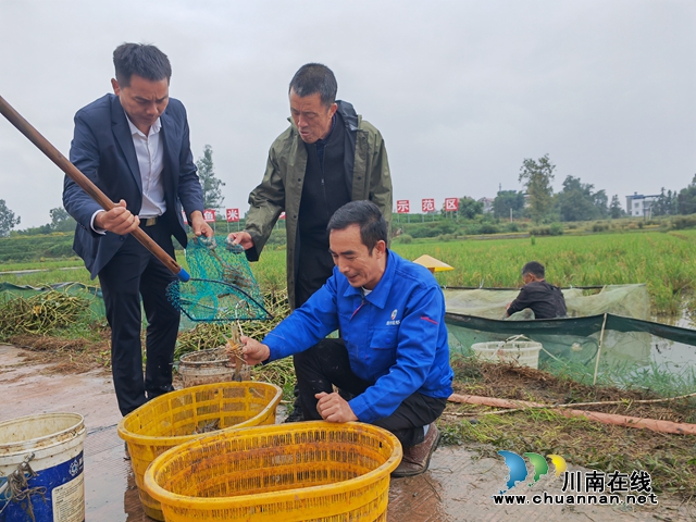 稻黄虾肥 泸县玄滩镇稻虾喜获丰收(图2) 分检大头虾(曾佐然摄).jpg