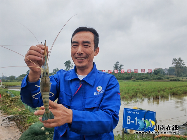 稻黄虾肥 泸县玄滩镇稻虾喜获丰收(图3) 海牧种养专业合作社理事长高大伦展示大头虾(曾佐然摄).jpg