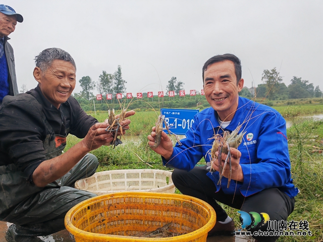稻黄虾肥 泸县玄滩镇稻虾喜获丰收(图4) 展示大头虾(曾佐然摄).jpg