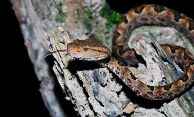 【警惕】泸州一天之内发生3起！医生表示：不可按照“民间流程”自行处理！