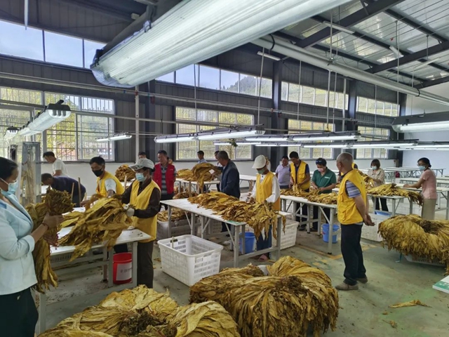 多项指标创历史新高!2023年泸州市烟叶生产任务圆满完成(图1) 1.jpg