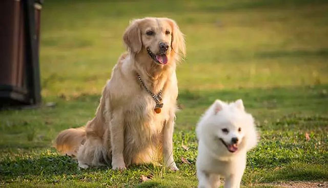 泸州母子遭恶犬咬伤！拿什么保护你，我的宝贝？