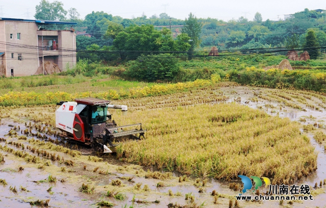 农机收割再生稻.JPG
