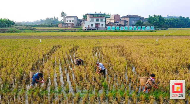 丰收季!富顺试验田里阵阵稻香(图5) 5.jpg
