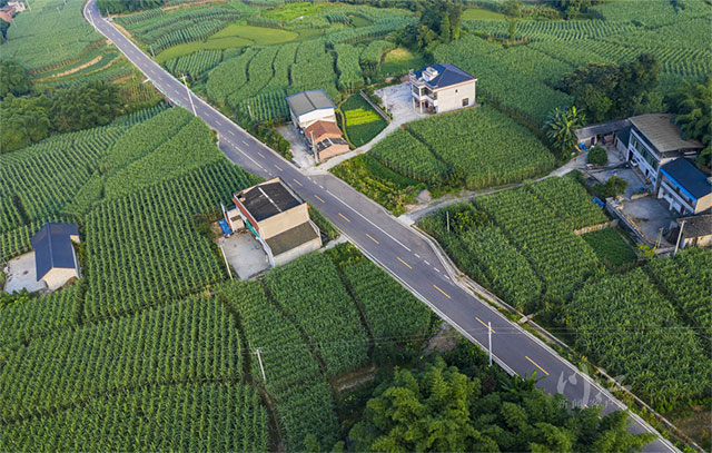 江阳区江北镇:以绿为笔 勾勒蔗里鱼乡新图景(图1) 1.jpg