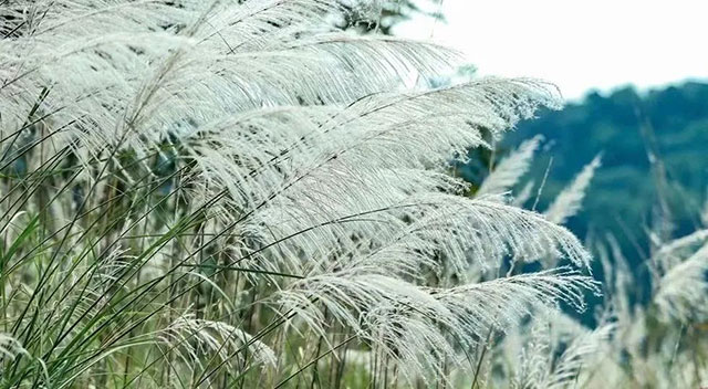 让我们一起坐公交,打卡秋日泸州(图2) 2.jpg