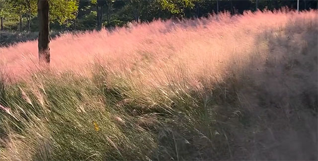 让我们一起坐公交,打卡秋日泸州(图5) 5.jpg