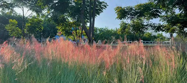 让我们一起坐公交,打卡秋日泸州(图4) 4.jpg