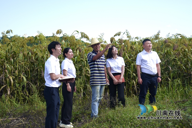 龙马潭:全域调研拓思路,打造“龙普模式”新产业(图1) 查看高粱基地.jpg