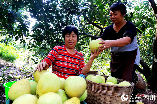 组图 | 纳溪:金秋“柚”丰收(图2) 微信图片_20231024112948.png