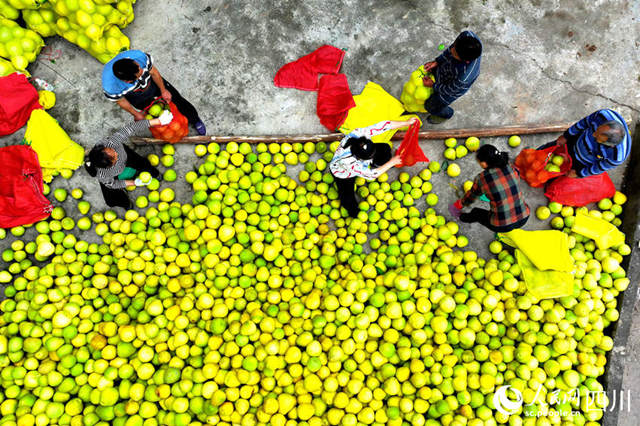 组图 | 纳溪:金秋“柚”丰收(图3) 微信图片_20231024112955.png