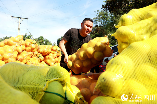 组图 | 纳溪:金秋“柚”丰收(图7) 微信图片_20231024113020.png