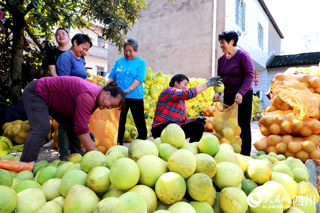 组图 | 纳溪:金秋“柚”丰收(图8) 微信图片_20231024113026.png