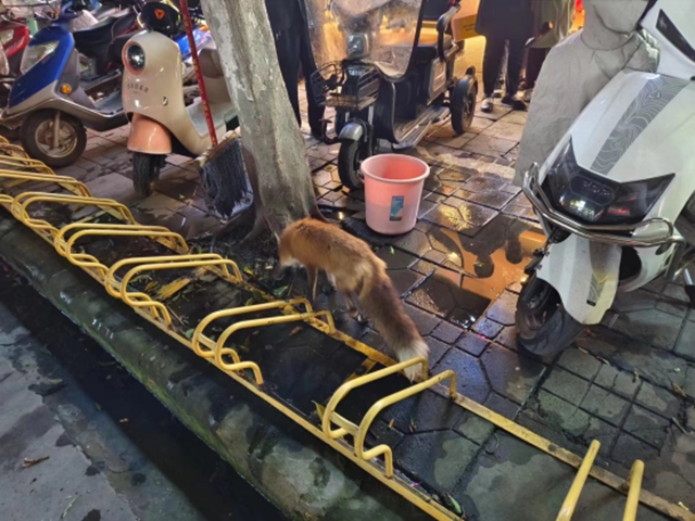 小惊喜!内江这里闹市区来了只“小可爱”(图2) 可爱2.jpg