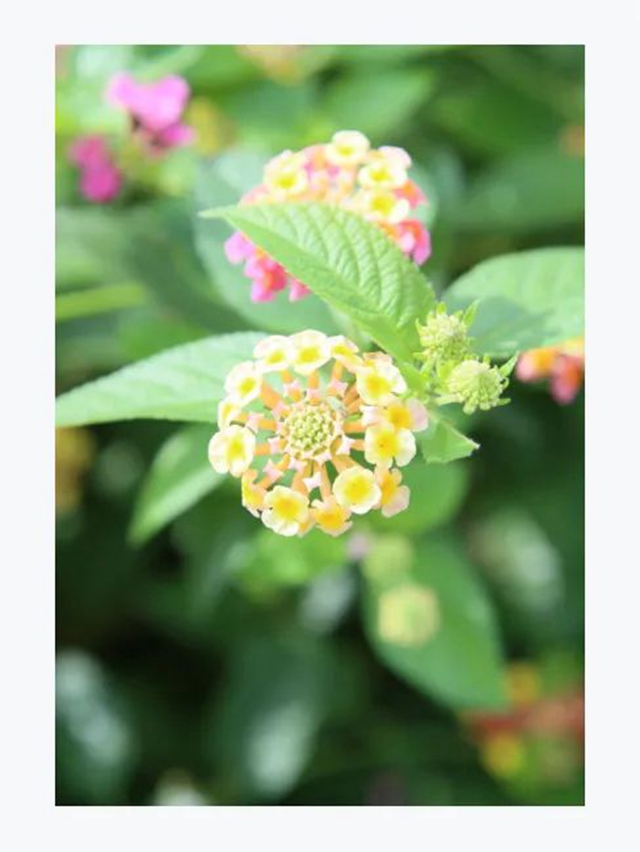 蝶变丨这条小道上,有医院里最温柔的风景(图5) 4.jpg