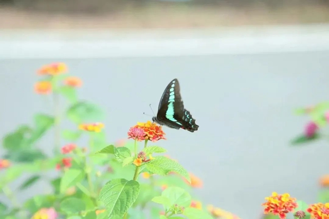 蝶变丨这条小道上,有医院里最温柔的风景(图4) 3.jpg