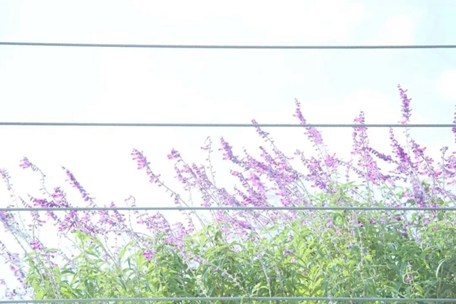 蝶变丨这条小道上,有医院里最温柔的风景(图7) 6.jpg