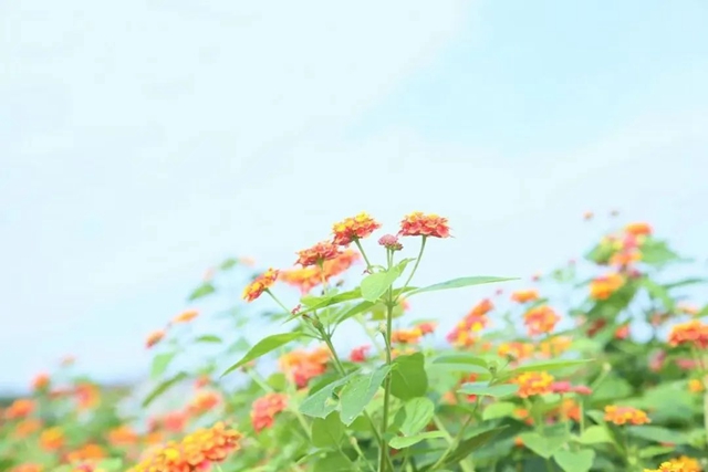 蝶变丨这条小道上,有医院里最温柔的风景(图8) 7.jpg