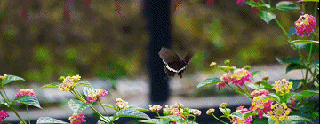 蝶变丨这条小道上,有医院里最温柔的风景(图9) 8.gif