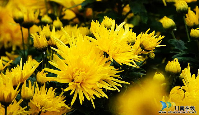 古蔺彰德街道:金丝皇菊绽放 铺就金色“致富路”(图2) nEO_IMG_2.jpg