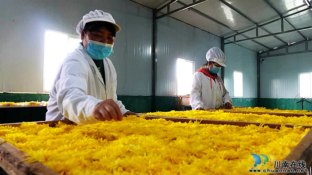 古蔺彰德街道:金丝皇菊绽放 铺就金色“致富路”(图5) nEO_IMG_5.jpg