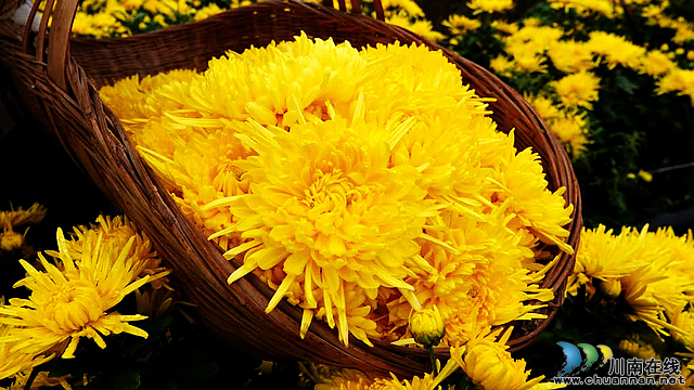 古蔺彰德街道:金丝皇菊绽放 铺就金色“致富路”(图6) nEO_IMG_6.jpg