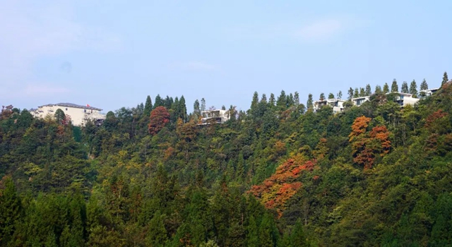 层林尽染!秋日罗汉林,超美!(图1) 1.jpg