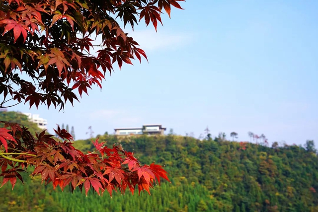 层林尽染!秋日罗汉林,超美!(图6) 6.jpg