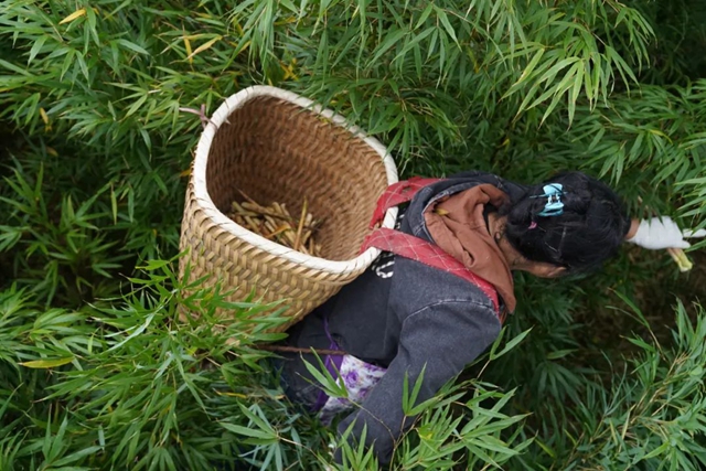 层林尽染!秋日罗汉林,超美!(图8) 8.jpg