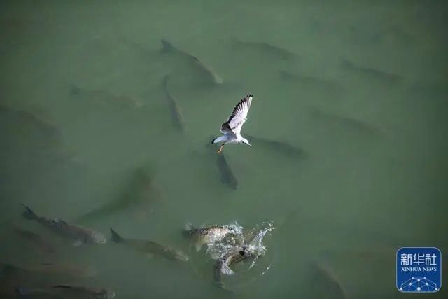 宜宾三江口有人非法捕捞?官方回应:系生物资源监测(图3) 3.jpg